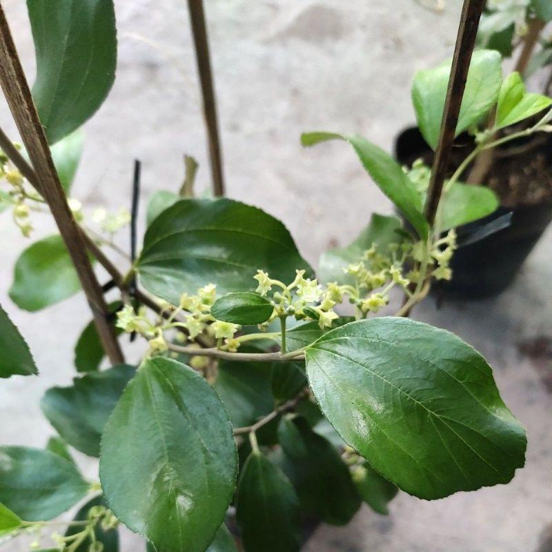 Cây táo xanh đang hoa cao 70cm