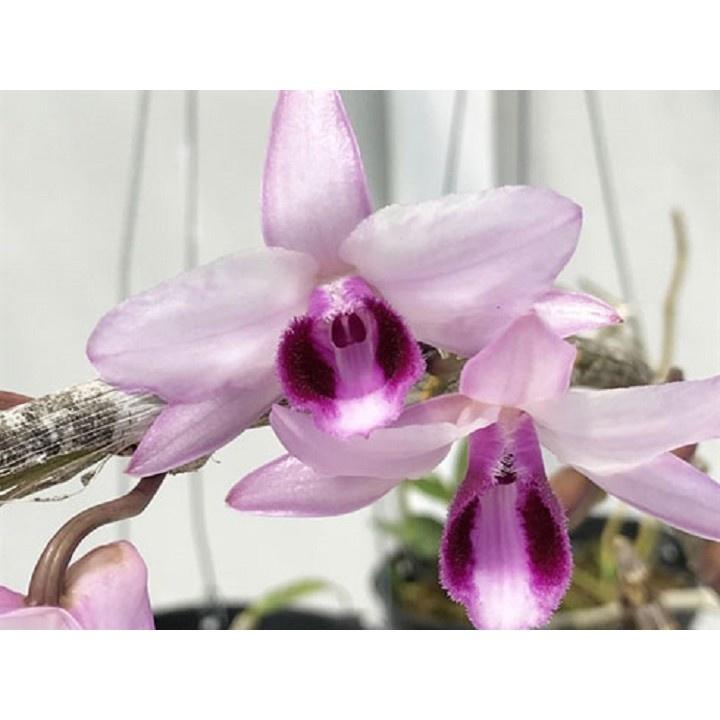 Cốc lan phi điệp đột biến 5 cánh HỒNG TÂY HỒ, hoa cực đẹp, cực hiếm, hàng gieo hạt, cây y hình
