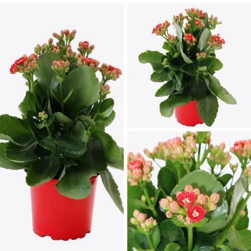 CHẬU HOA SỐNG ĐỜI CÁNH KÉP ĐỦ MÀU,CHẬU HOA SỐNG ĐỜI CÁNH KÉP ĐỦ MÀU - nchsdckdh