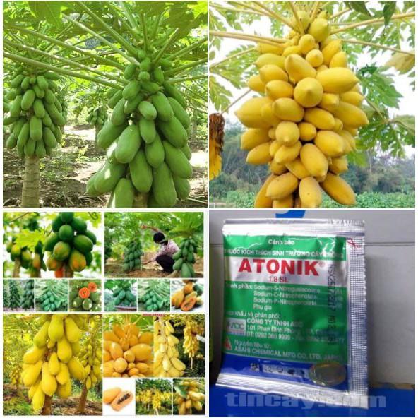 COMBO 4 gói đu đủ  TẶNG 1 kích mầm