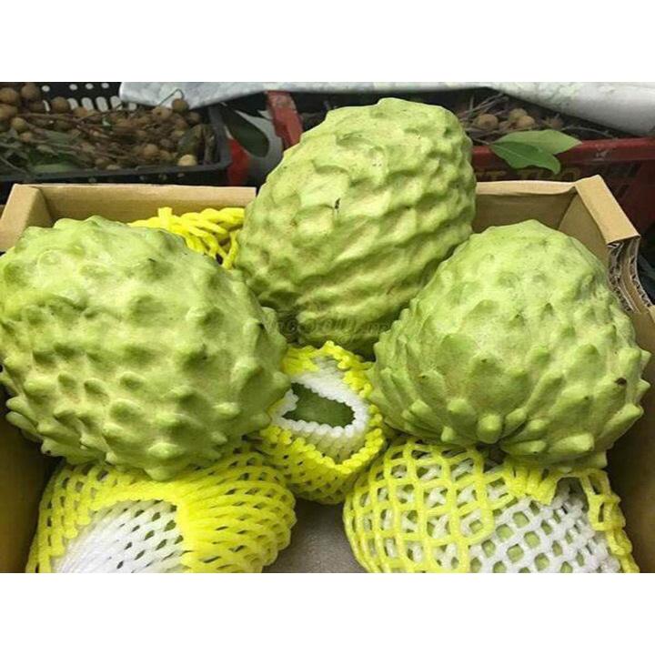 CÂY GIỐNG NA DỨA .