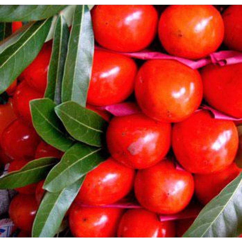 CÂY GIỐNG HỒNG ĂN QUẢ ĐỎ CỔ