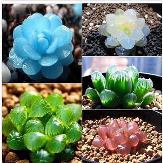 Combo 3 gói Hạt giống cây hoa sen đá mix màu - 1 gói 200 hạt-tặng kèm gói kích mầm