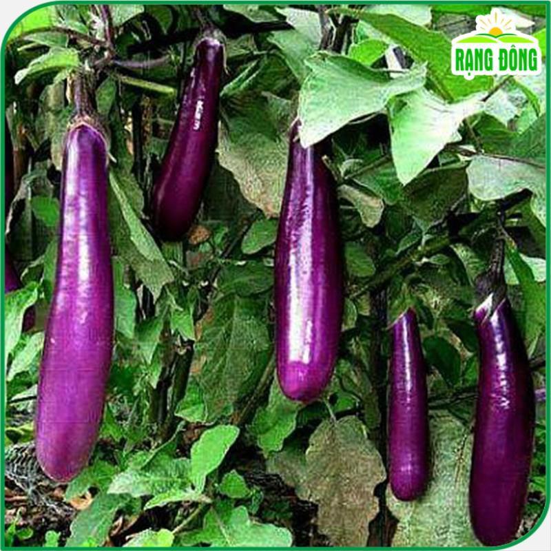 Hạt giống Cà Tím Quả Dài, Chịu Nhiệt Tốt, Trồng Quanh Năm - Hạt Giống Rạng Đông