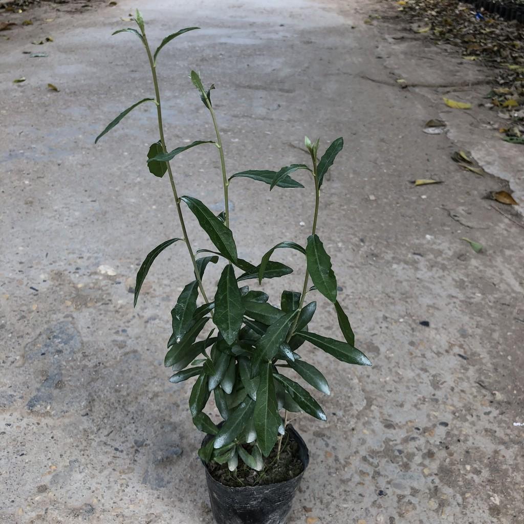Cây cúc tần ấn độ, chiều cao 30-35cm nhiều ngọn sum suê sức sống tốt, dễ dàng chăm sóc thích hợp làm cây màn che nắng