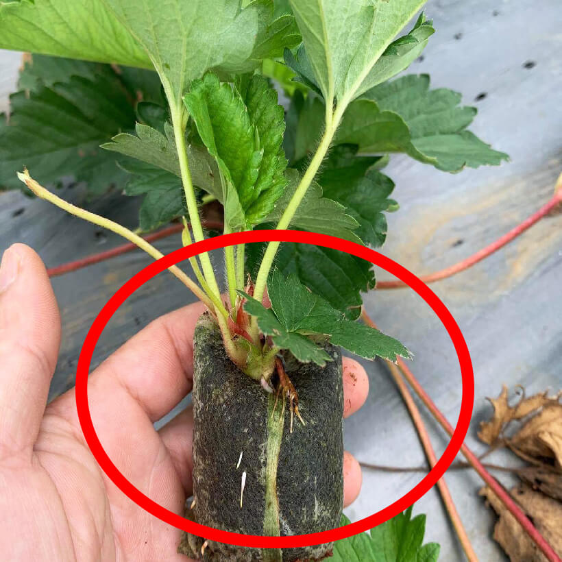 Viên Nén Xơ Dừa Trồng Ngó Dâu Thông Minh SGS đã bao gồm phân bón hữu cơ cho cây phát triển tốt trong 30 ngày