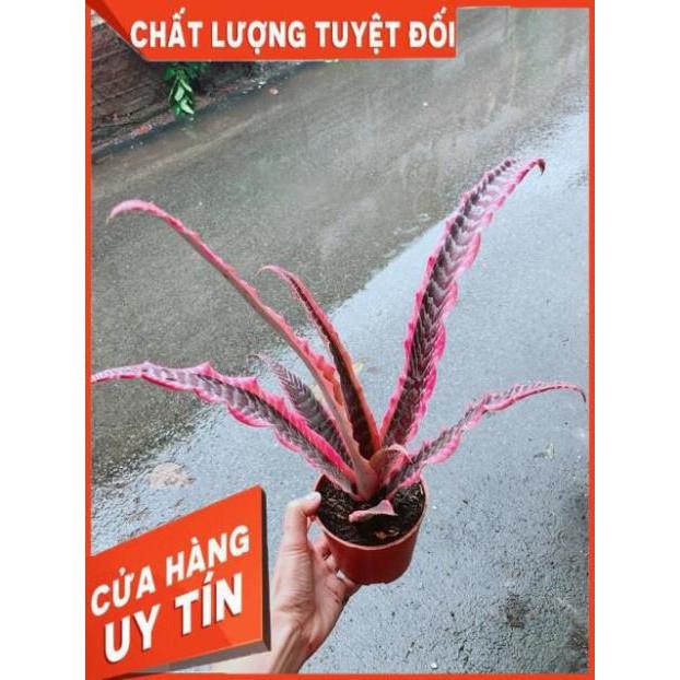 Dứa Nữ Hoàng