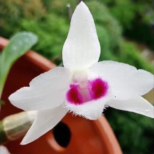 Cốc phi điệp 5 cánh trắng THỦY TIÊN - hàng gieo hạt - hoa xổ số - hoa siêu đẹp giá rẻ
