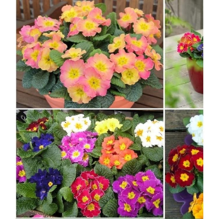 Hạt giống hoa báo xuân mix màu -gói 5 hạt