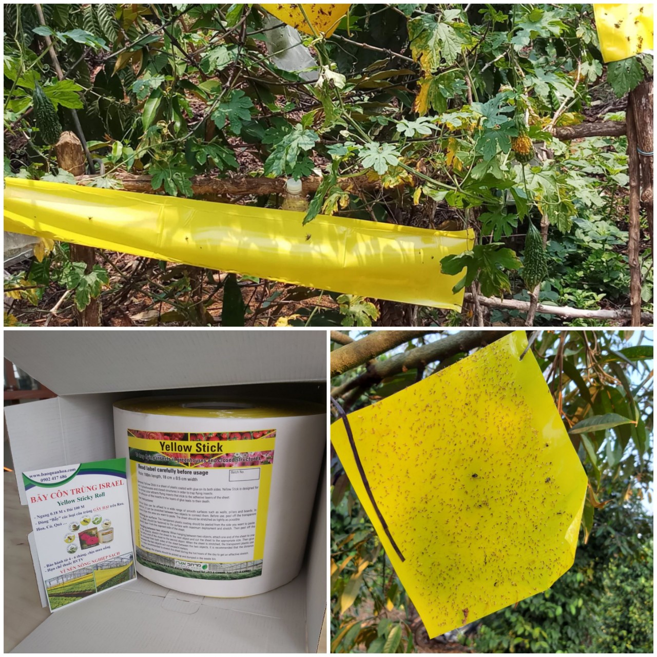 Miếng Dính Vàng Bẫy Côn Trùng Israel - Sticky Yellow Roll dùng bẫy các loại Côn Trùng Bay ngây hại rau sạch như Ruồi, Bọ Phấn, Bọ Trĩ, Bướm và côn trùng khác...