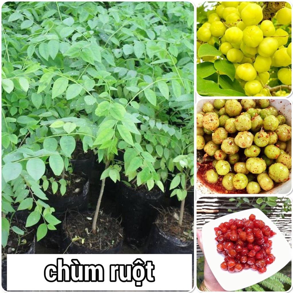 Cây giống chùm ruột thái trái ngọt siêu sớm