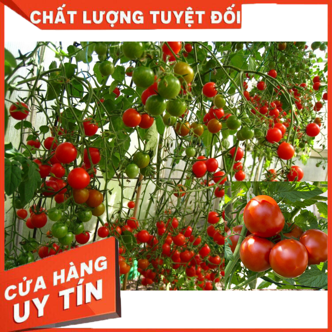 Cà Chua Bạch Tuộc ( Cà chua leo giàn) 10 hạt