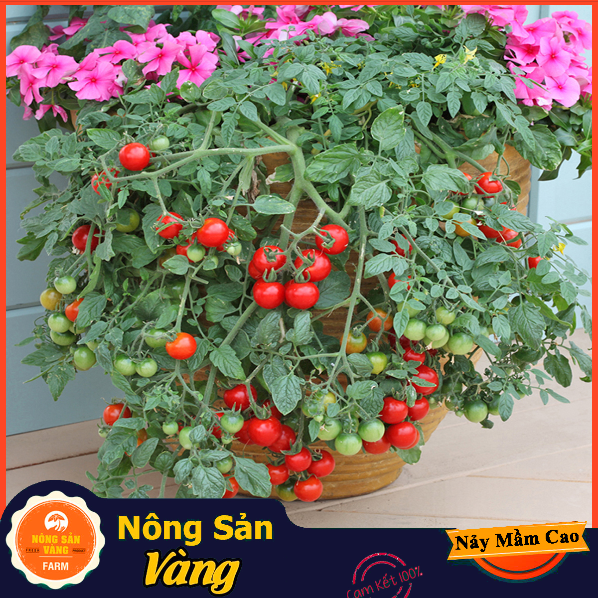 Hạt giống Cà Chua Bi Đỏ Lùn - Nông Sản Vàng