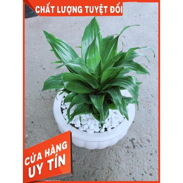 Chậu Phát Tài