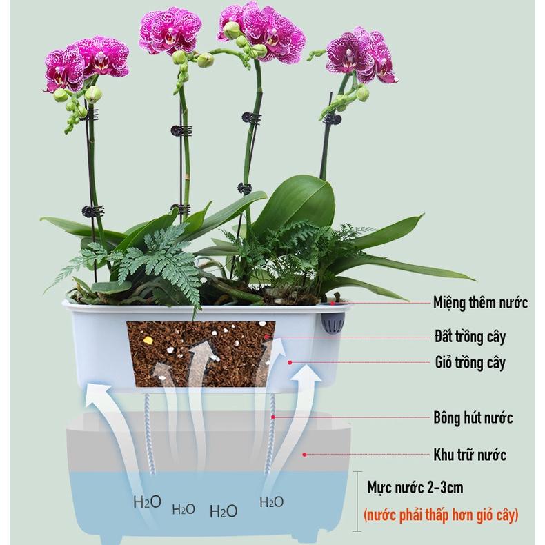 Chậu cây để bàn Oliz Gerta 211. Chậu trồng cây có chức năng tự tưới màu trắng trong