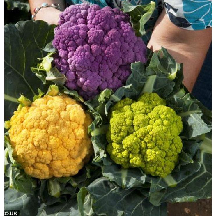 Combo 4 gói hạt giống súp lơ các loại-gói 1gram-tặng kèm gói phân bón lót