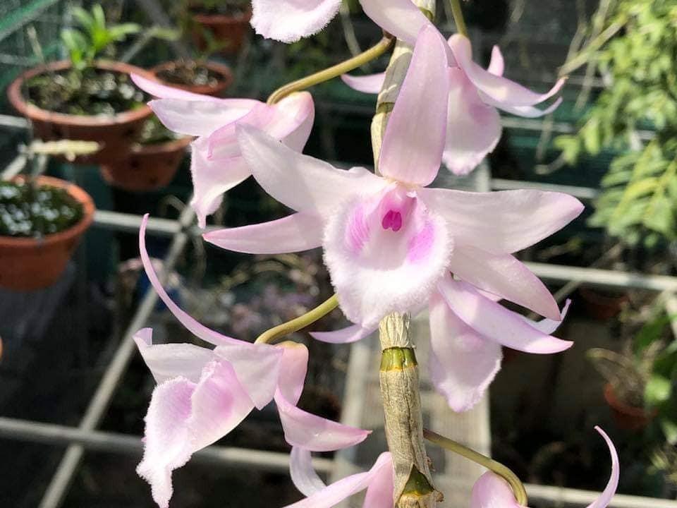 Phi Điệp Hồng Thiên Lôi cây Giống Nhân mô cây cực đẹp