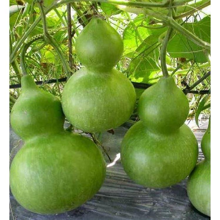 Hạt giống quả bầu hồ lô cao sản F1 - 1 gói 10 hạt