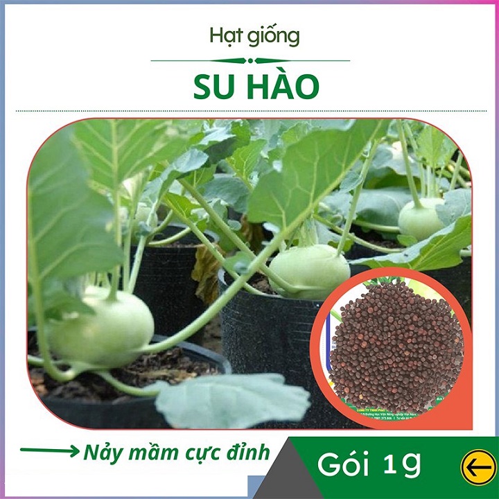 Hạt Giống Su Hào Xanh F1 Cao Sản - Gói 1Gr