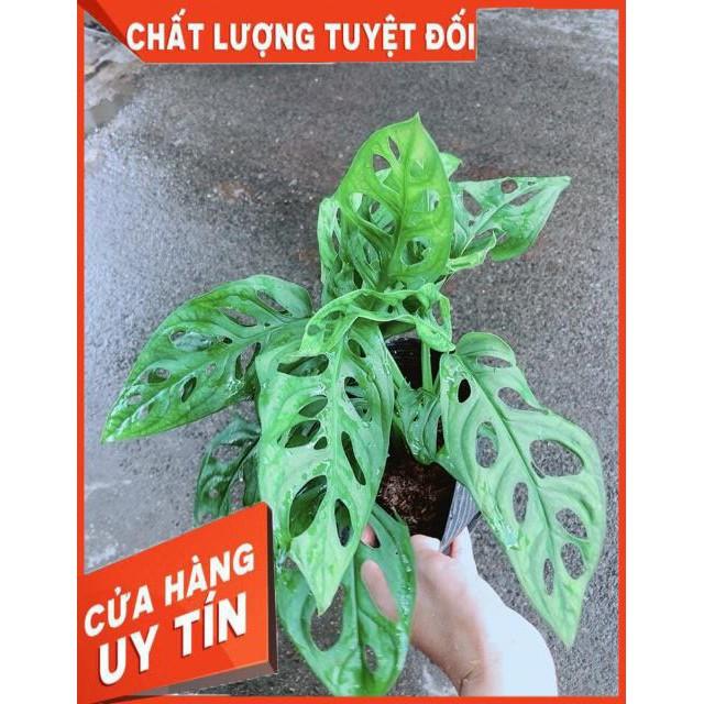 Trầu Bà Lỗ