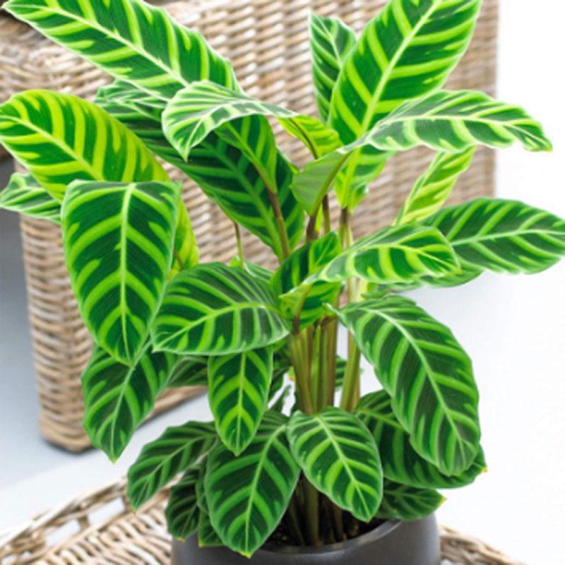 Cây Đuôi Công Ngựa Vằn ( Calathea Zebrina ) - cây cảnh để bàn