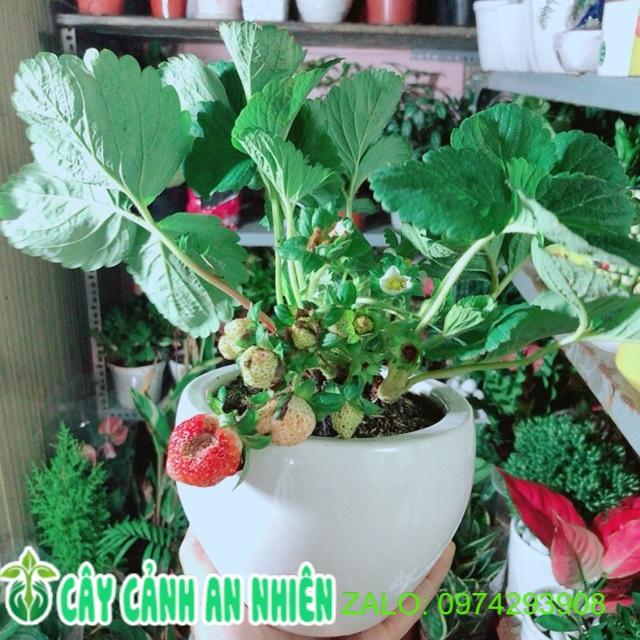 Chậu Cây Dâu Tây