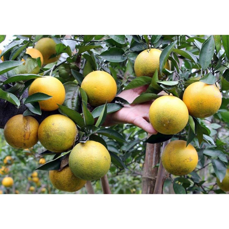 CÂY GIỐNG CAM VINH  SIÊU NGON SIÊU QUẢ- CAM KÊT GIỐNG CHUẨN F1 + Tặng 01 cây dâu da đất