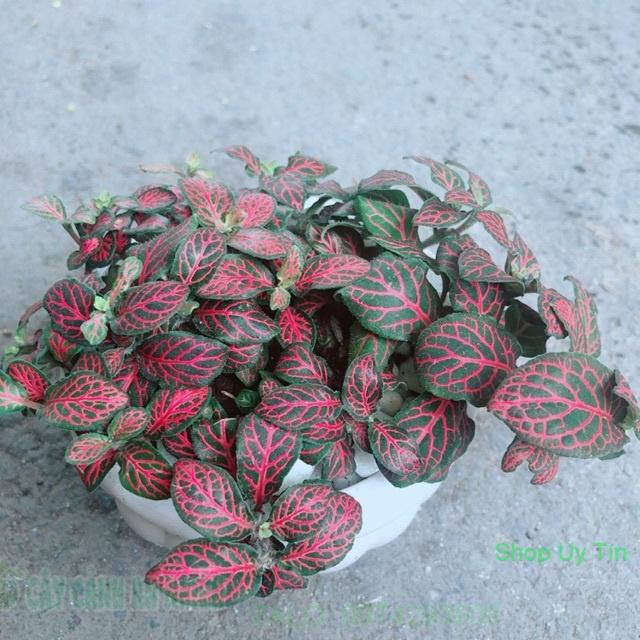 Chậu Cẩm Nhung Đỏ