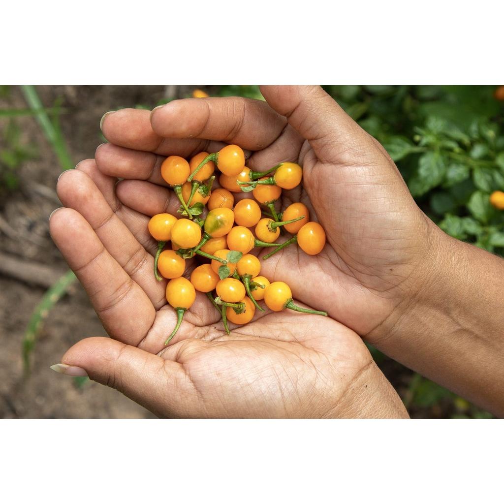 CÂY GIỐNG ớt Peru Charapita đắt nhất thế giới - CÂY ĐÃ ĐƯỢC SANG BẦU TO.