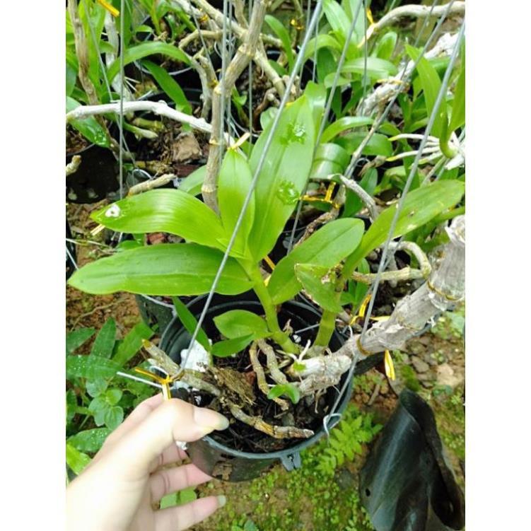 Hoa phong lan trầm tím rừng chậu phi 12