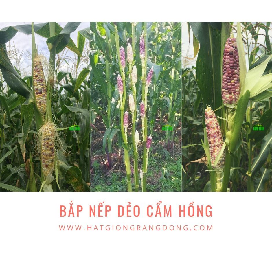 Hạt giống bắp nếp dẻo Cẩm Hồng Rado, đóng gói 5gr