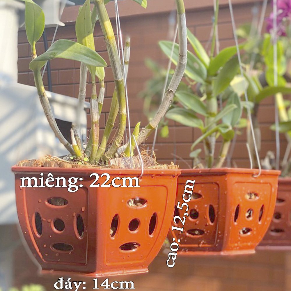 5 Chậu nhựa Đồng Tiền trồng lan cao cấp siêu bền đường kính 22x12.5x14cm- 77590
