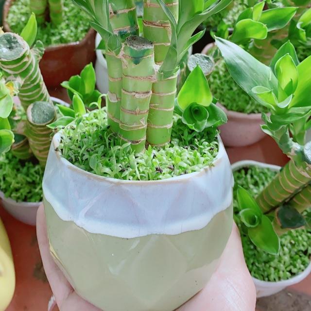 Chậu Cây Phát Tài