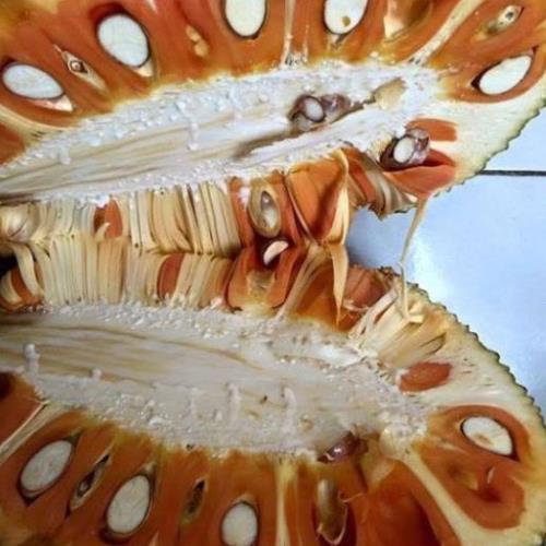 Giống mít ruột đỏ, mít thái ruột đỏ cây giống chuẩn f1