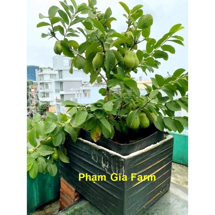 Cây ổi Thái Lan cho quả quanh năm trồng chậu