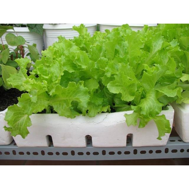 Hạt Giống Xà lách Xoăn Xanh 5gr F1 Dễ Trồng Cây Khỏe