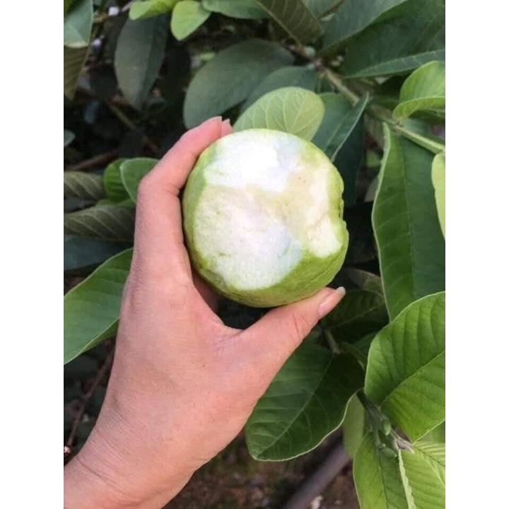 Cây giống ổi nữ hoàng cho trái siêu sớm