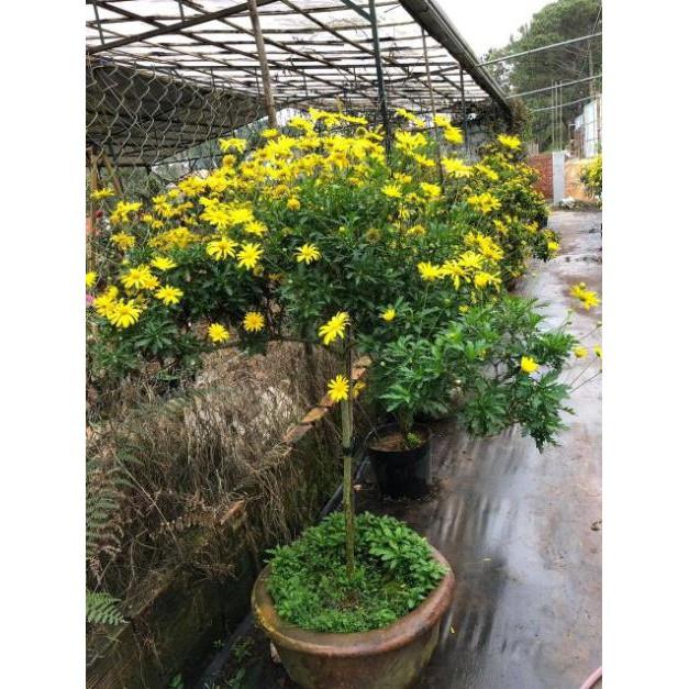 Hoa cúc thân gỗ