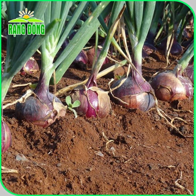 Hạt giống Hành Tây Đỏ Salad Red 027 (2g~300 hạt) củ to, sinh trưởng khỏe, trồng quanh năm - Hạt giống Rạng Đông