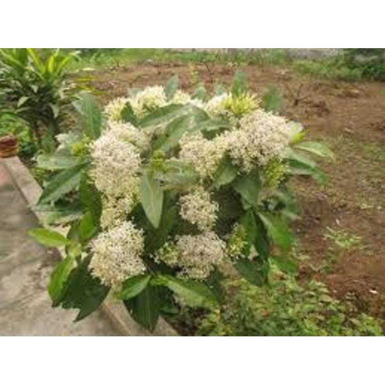 Hoa mẫu đơn trắng, đơn ta, hoa rất thơm
