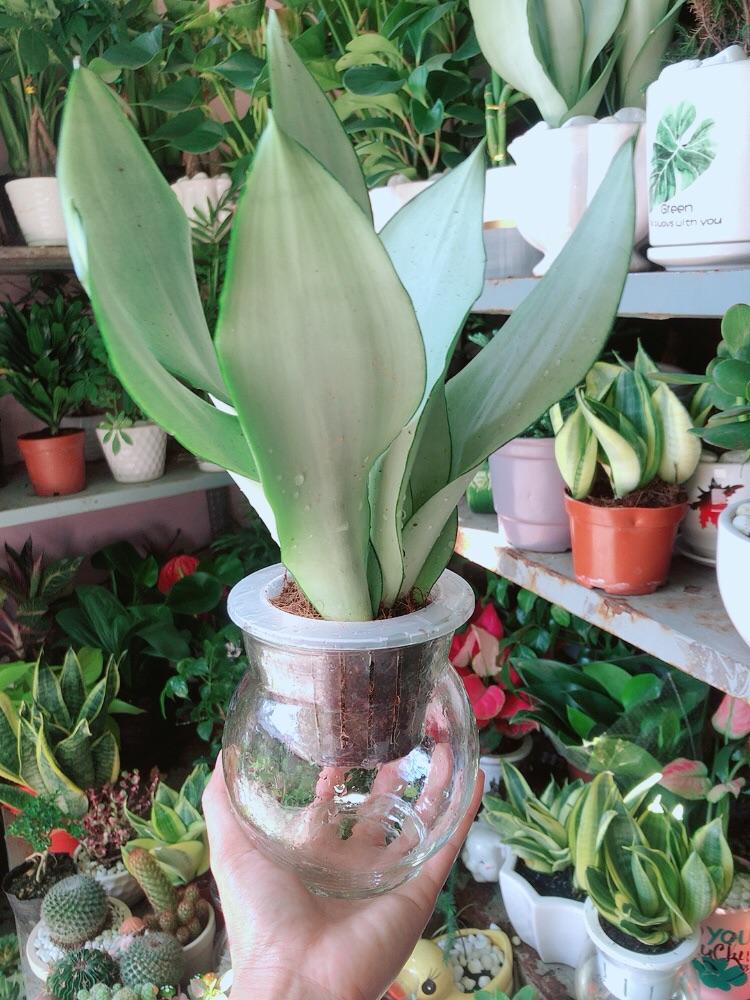 Chậu Lưỡi Hổ Bạc
