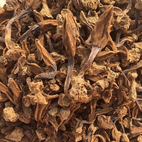 Cây nấm ngọc cẩu - Hàng tự nhiên khô 1kg
