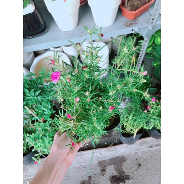 Chậu mười giờ giống khoẻ đẹp
