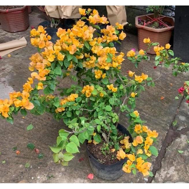 Hoa giấy màu cam - chậu cây đang hoa, size cây nhỡ
