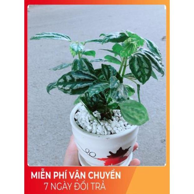 Chậu Cây Lá Dưa Hấu