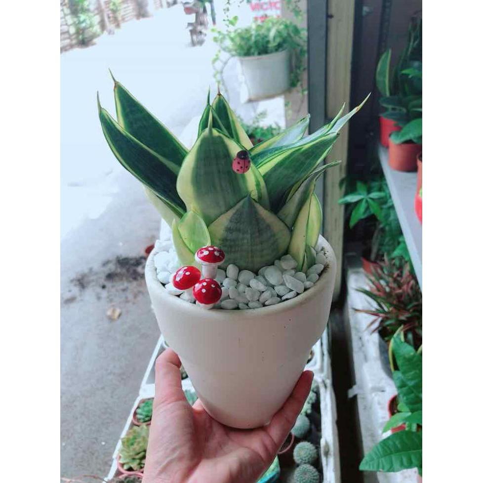 Chậu lưỡi hổ thái búp sen vàng Bán Chạy