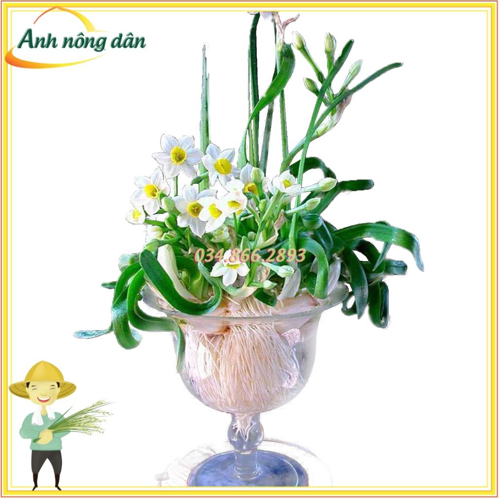 Ly dưỡng trồng thủy tiên, trưng phật thủ siêu xinh, sang trọng và lịch sự