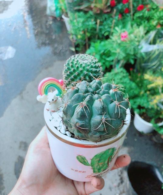 Chậu Xương Rồng Tiểu Cảnh Mini