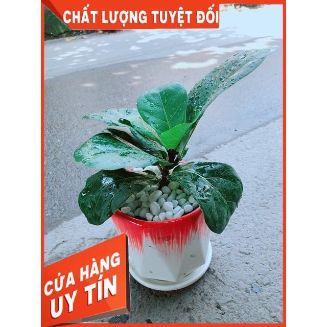 Chậu Bàng Singapore