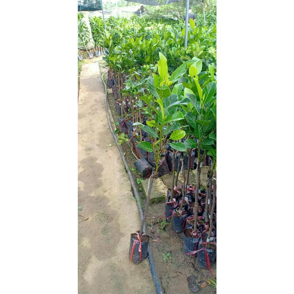 Cây MÍT RUỘT ĐỎ